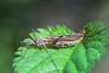 Tipula sp.
